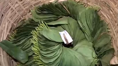 Purba Medinipur Farmers Demand Betel Leaf Research Institute Ahead of Polls