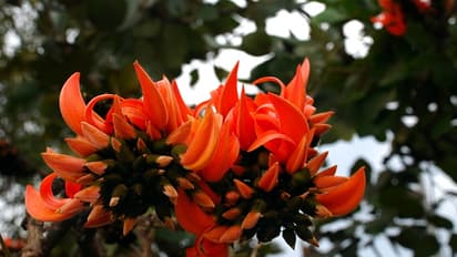 Prices of Palash flowers skyrocket on the occasion of Saraswati Puja bsm