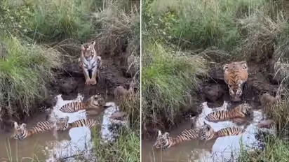 Tigress Watches Over Cubs As They Enjoy A Muddy Pool in Tadoba