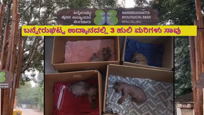 Bannerghatta Biological Park 3 tiger cubs death