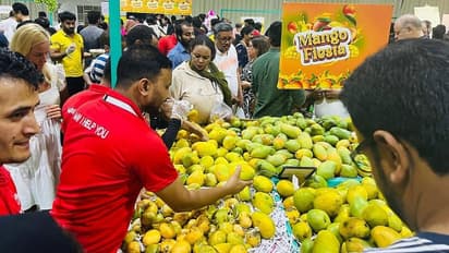 indian mangoes