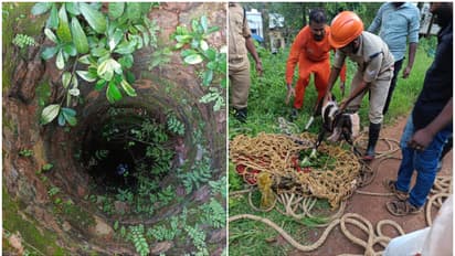 goat saved by fire force