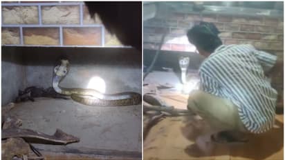 king cobra at kitchen