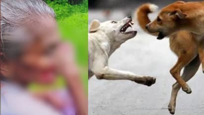 stray dog attack
