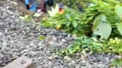 tree fell on railway track