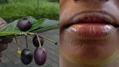 jamun fruit