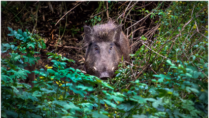 404 wild boars killed in Trivandrum