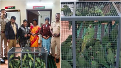parrots seized
