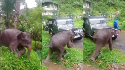 wild elephant in kuttiyadi