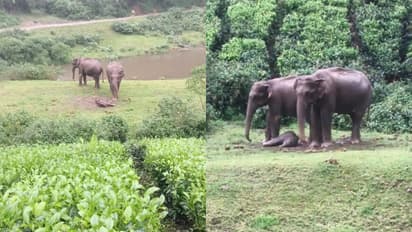 Wild elephant gives birth in Munnar