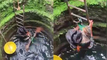 peacock fell into well