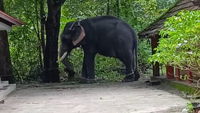 The elephant who was in a fit of rage stabbed the pappaan