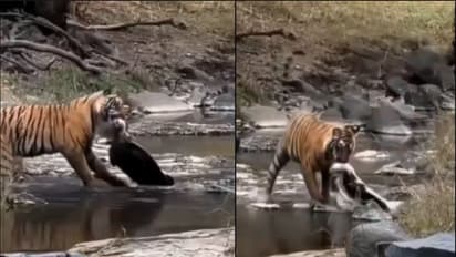 tigress hunts turtle