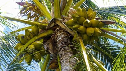 coconut tree