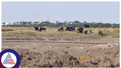 Bhima River water crisis leaves Kalaburagi farmers fearing crop loss