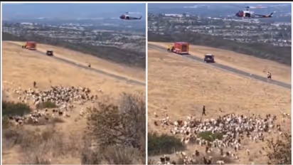 Clever Sheepdog Clears Goats For Rescue Helicopter Landing