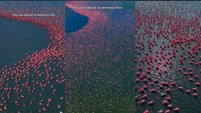 Flamingos Paint Rajasthan's Sambhar Salt Lake Pink