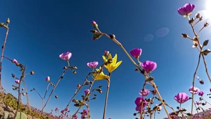 Atacama Rare Flower Bloom