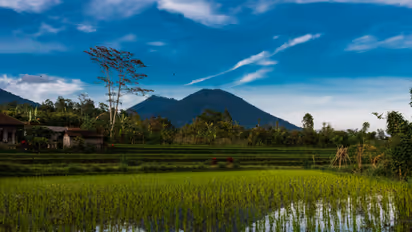 Rice plants