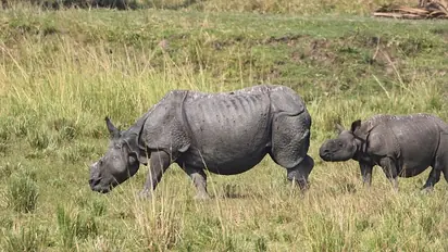 Auditor Uncovers CAG Report That Saved Kaziranga’s Rhinos