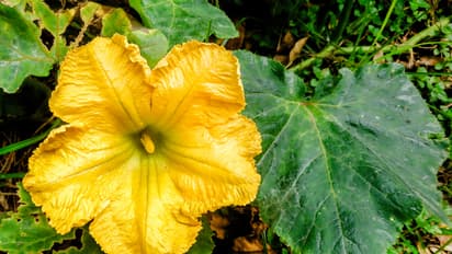 Pumpkin Flower