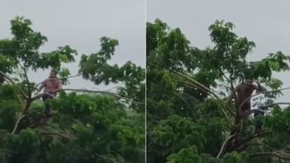 Man Climbs Tree to Escape Flash Flood After River Suddenly Swells