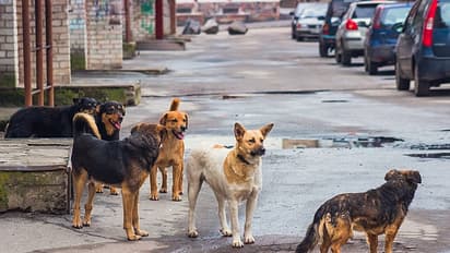 Street Dog Spreading Disease