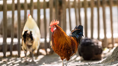 Like Hachiko, This Rooster Spends Years Waiting Outside Hospital After His Owner Passes Away
