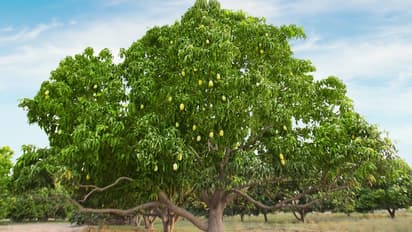 mango tree
