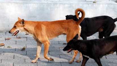 Street Dog Spreading Disease 
