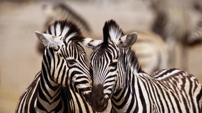 Zebra