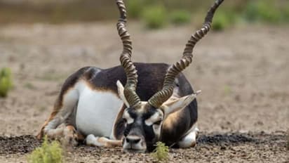 blackbuck