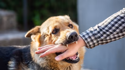 dog bite