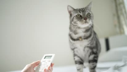 AC room share with Pet