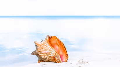 Conch
