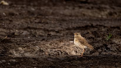 Climate change - Birds