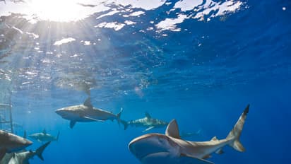 Sharks in Pacific Ocean
