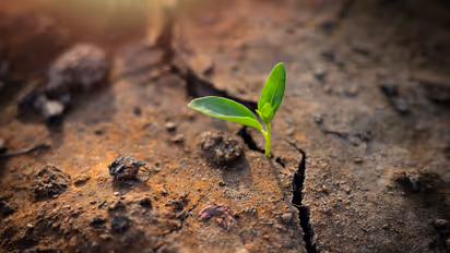 Climate Crisis survival