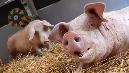 Pig organs for human transplantation