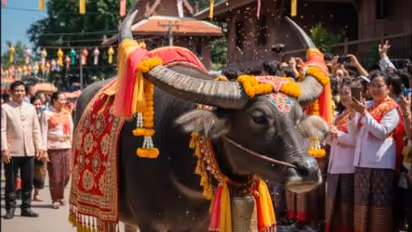 Thailand buffalo festival