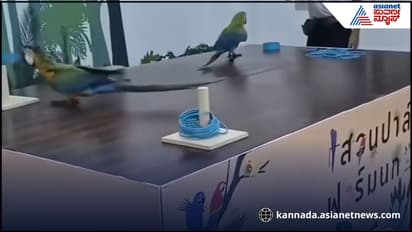 Smart parrot