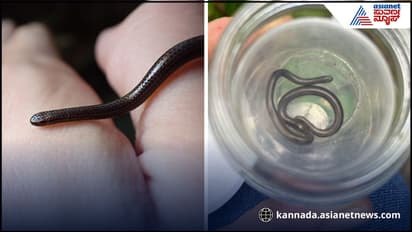 smallest snake