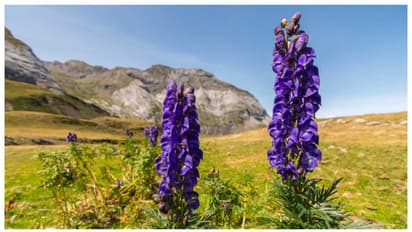 wolfsbane