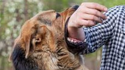 dog bite