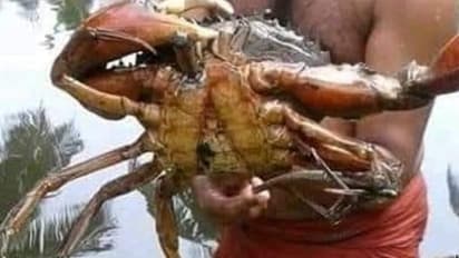 Crab Crab