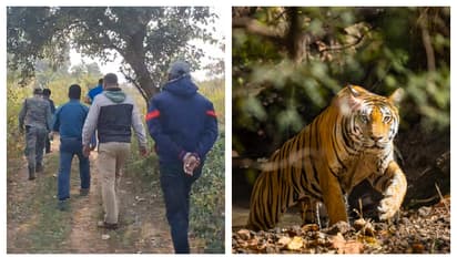 Finally tigress Zeenat was caged in Bankura bsm