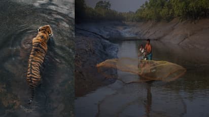 royal bengal tiger attack