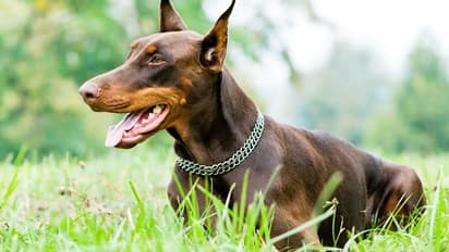  arrah news ferocious and dangerous dog attack