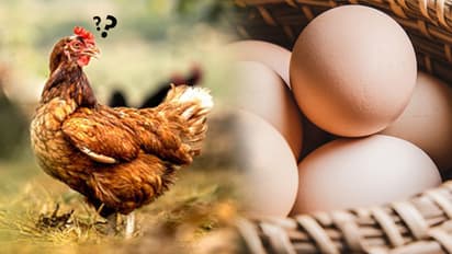 egg or chicken what came first Scientists claim they have solved the complex puzzle 