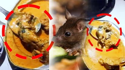 shocking news dead rat found in non veg dish ludhiana hotel owner booked after video viral